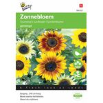 Miniatuurzonnebloem Gemengde kleuren