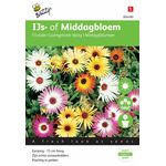 IJs- of middagbloem vele kleuren gemengd