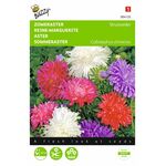 Aster Struisveder gemengd