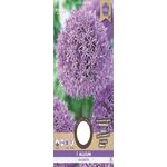 Allium Bloembollen Paars XXL