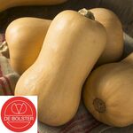 Biologische Flespompoen Butternut