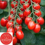 Biologische Cherry-pruimtomaat 'Bolstar Baloe F1'