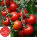 Biologische Cherrytomaat 'Zuckertraube'