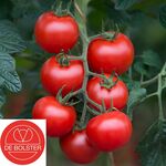 Biologische Tomaat zaden 'Bolstar Gimli F1'