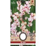 Ixia wit rood Spotlight 20st.