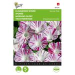 Klimmende Winde Venice Pink