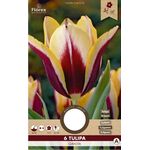 Tulp Triumph Gavota 8st.