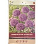 Allium Bloembollen Paars Gladiator