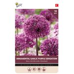 Allium Bloembollen Paars Sensation