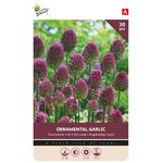 Allium Bloembollen Trommelstok 30st