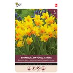 Narcissen bloembollen Geel Oranje 'Jetfire'