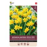 Narcissen bloembollen Geel Tete a Tete 8st.