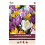 Krokus Bloembollen Grandiflora Mix