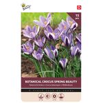 Krokus Bloembollen Botanische Spring Beauty