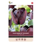 Tulp Cottage Queen Of Night