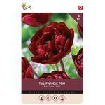 Tulpen Bloembollen Uncle Tom