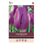Tulpenbollen Purple Rain