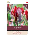 Tulpen Bloembollen Rococo