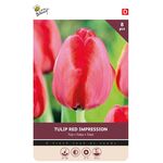 Tulpen Bloembollen Red Impression