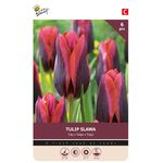 Tulpen bloembollen Paars Slawa