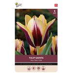 Tulp Triumph Gavota 8st.