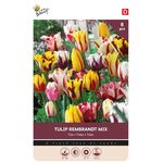 Tulpen Bloembollen Rembrandt gemengd