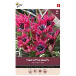 Tulpen Bloembollen Little Beauty 10st.