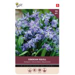 Sterhyacint Paars Siberian Squill