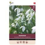 Sneeuwklokje Bloembollen Snowdrop