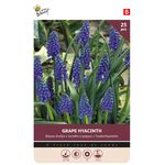 Blauwe Druifjes bloembollen Grape Hyacinth