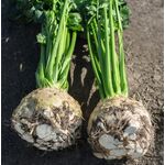 Biologische Knolselderij Zaden 'Yara F1'