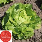 Biologische Kropsla Zaden 'Suzan'