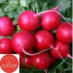 Biologische Radijs Zaden 'Cherry Belle'