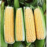 Biologische Suikermais Zaden 'Golden Rush'
