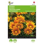 Gazania Sunshine grootbloemig