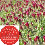 Biologische Inkarnaatklaver - Groenbemester