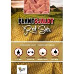 Plantsjalotten Red Sun 250gr