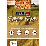 Plantuien 'Stuttgarter Riesen' 250gr.