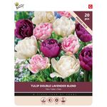 Tulpenbollen Double Lavender Blend 20st