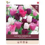Tulpenbollen Royal Symphony 20st
