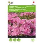 Zomerazalea Zaden 'Sweet Heart Pink'