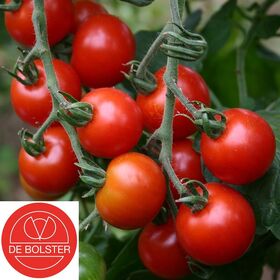 Biologische Cherrytomaat 'Zuckertraube'