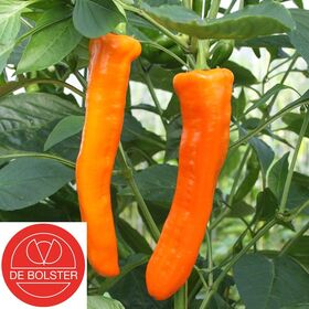 Biologische Zoete Puntpaprika zaden Kyra