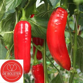 Biologische Zoete Puntpaprika zaden Xaro