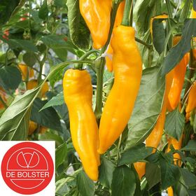 Biologische Zoete puntpaprika zaden Zazu Geel