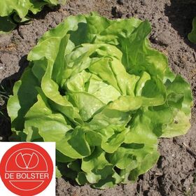 Biologische Kropsla Zaden 'Suzan'