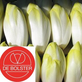 Biologische Witlof Zaden Middelvroeg