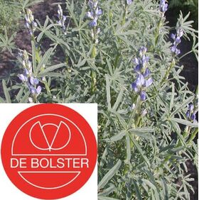 Biologische Blauwe Lupine - Groenbemester