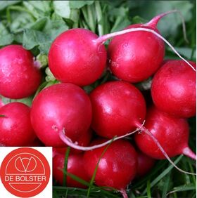 Biologische Radijs Zaden 'Cherry Belle'