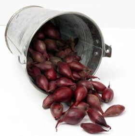 Plantuien Bio Red Baron 250gr